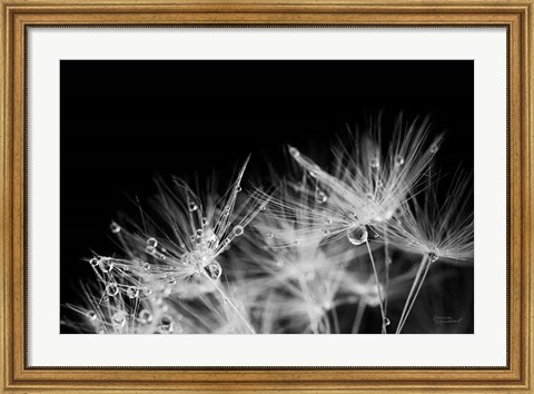 Framed Dandelion Dewdrops II Print