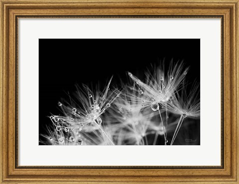 Framed Dandelion Dewdrops II Print