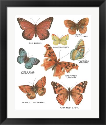 Framed Botanical Butterflies Postcard IV White Print