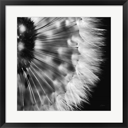 Framed Dandelion on Black III Print