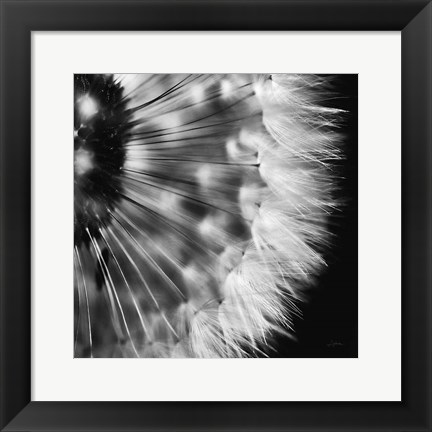 Framed Dandelion on Black III Print