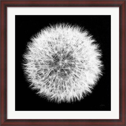 Framed Dandelion on Black I Print