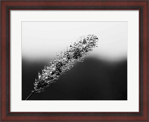 Framed Seeds and Water II Print