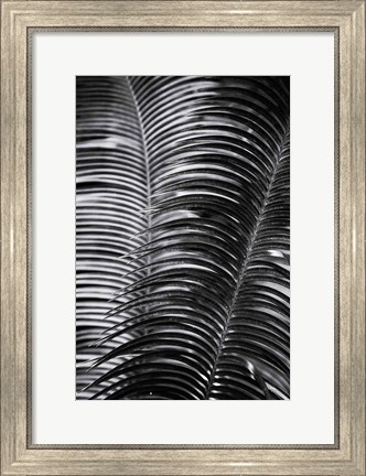 Framed Tropical III Print