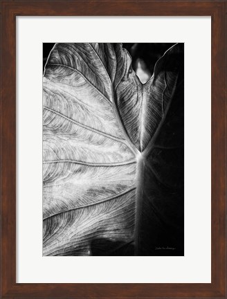 Framed Elephant Ear I Print