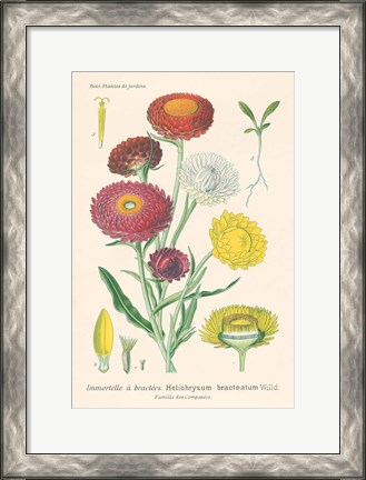 Framed Antique Botanical XL Light Print