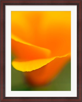 Framed Macro Shot Of Golden California Poppy Print
