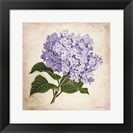 Framed Vintage Lilac Print