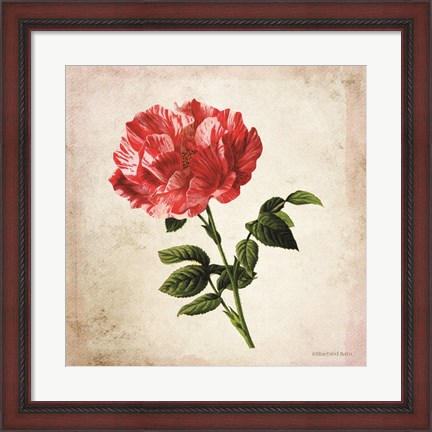 Framed Vintage Bicolor Red Rose Print