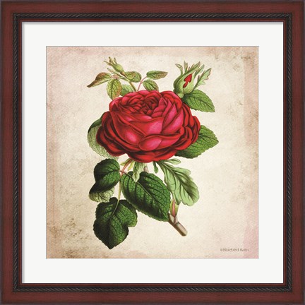 Framed Vintage Red Rose Print
