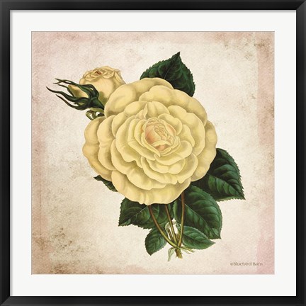 Framed Vintage Cream Rose Print