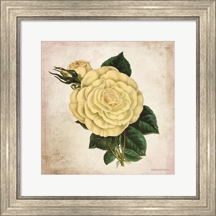 Framed Vintage Cream Rose Print