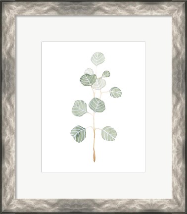 Framed Soft Eucalyptus Branch II Print