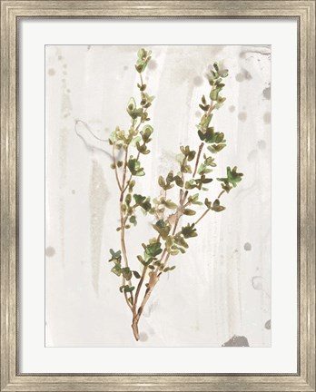 Framed Antique Earthtone Herbs II Print