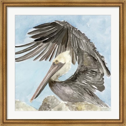 Framed Soft Brown Pelican II Print