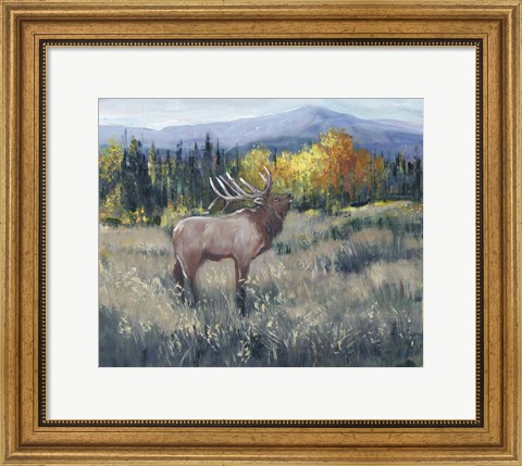 Framed Rocky Mountain Elk II Print