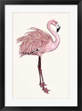 Framed Striking Flamingo I Print