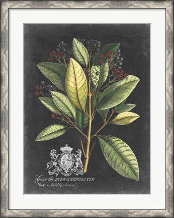 Framed Royal Foliage IV Print