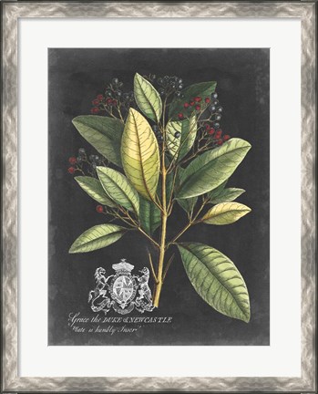 Framed Royal Foliage IV Print