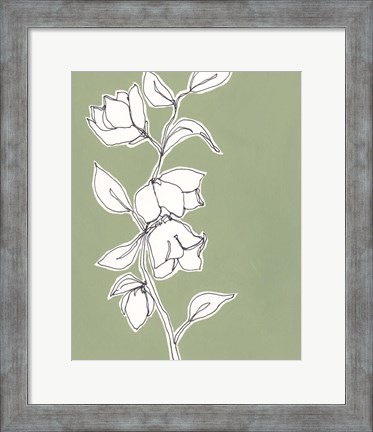 Framed Botanic Drawing II Print