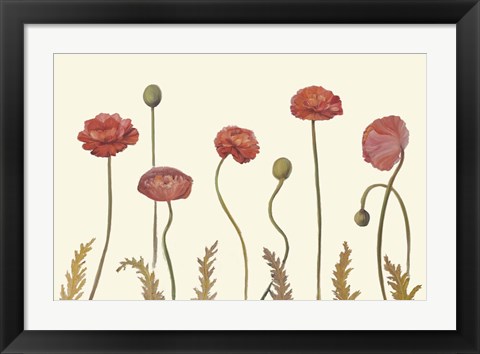 Framed Coral Poppy Display I Print
