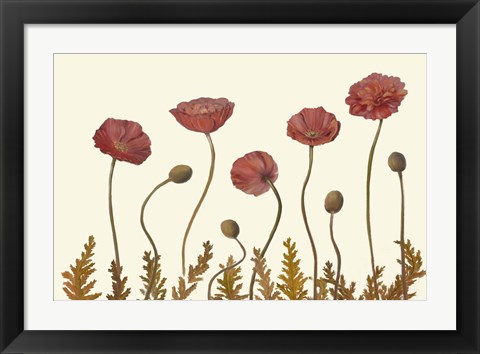 Framed Coral Poppy Display II Print