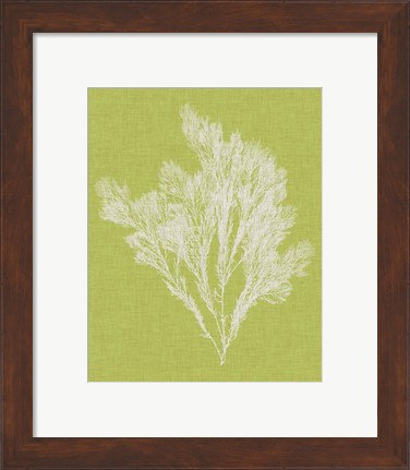 Framed Seaweed Pop V Print