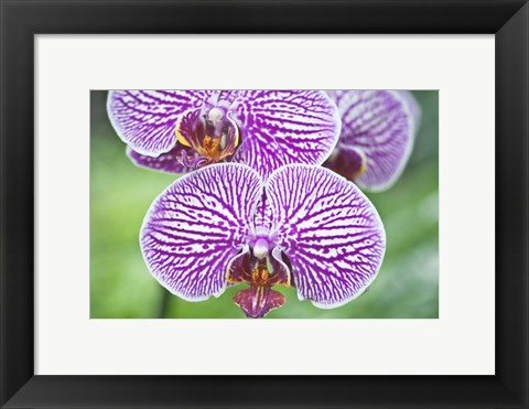 Framed Orchid Print