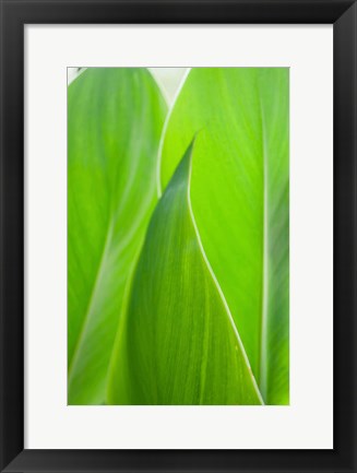 Framed Canna Leaf Close-Up 1 Print