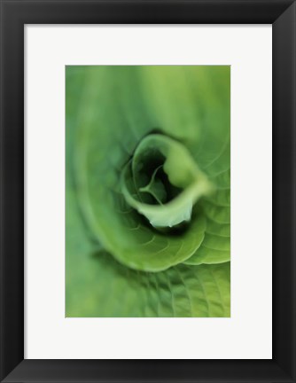 Framed Hosta Leaf Detail 1 Print