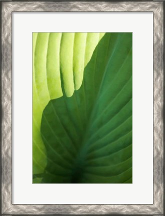 Framed Hosta Leaf Detail 2 Print