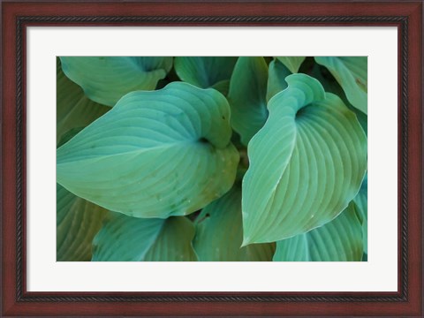 Framed Hosta Leaf Detail 5 Print