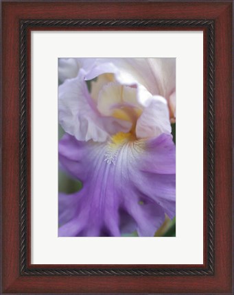 Framed Pale Lavender Bearded Iris Close-Up Print