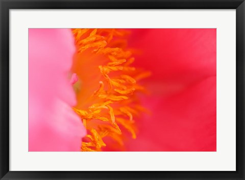 Framed Pink Peony Bloom 1 Print