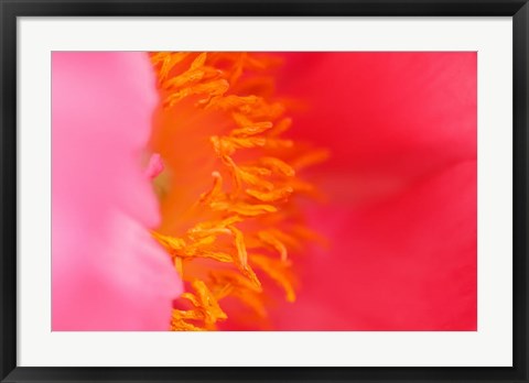 Framed Pink Peony Bloom 1 Print