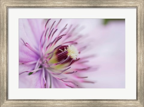 Framed Pale Pink Clematis Blossom 2 Print