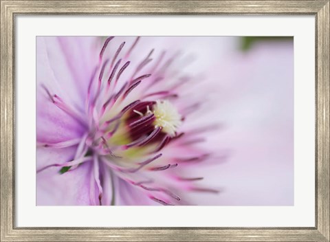 Framed Pale Pink Clematis Blossom 2 Print