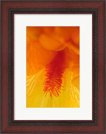 Framed Bearded Iris Flower Close-Up 3 Print