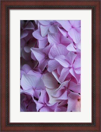 Framed Pink Hydrangea Blossom 2 Print