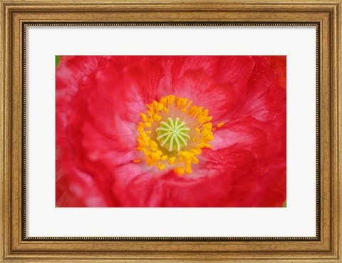 Framed Red Poppy Flower Print