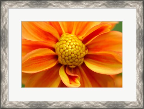 Framed Orange Dahlia Bloom Print
