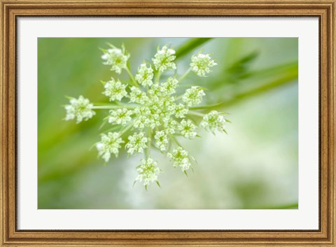 Framed Queen Anne&#39;s Lace Flower 2 Print