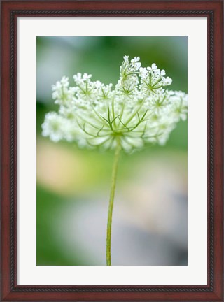 Framed Queen Anne&#39;s Lace Flower 3 Print