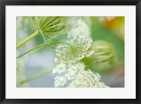 Framed Queen Anne&#39;s Lace Flower 4 Print