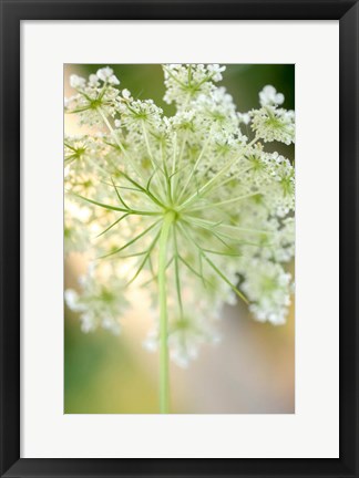 Framed Queen Anne&#39;s Lace Flower 5 Print