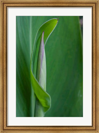 Framed Canna Leaf Bud Print