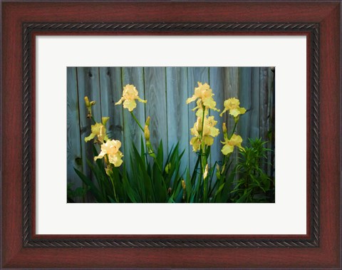 Framed Yellow Bearded Iris And Rustic Wood Fence Print