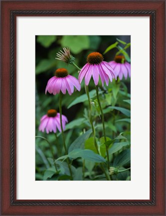 Framed Purple Coneflowers 1 Print