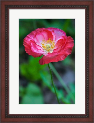 Framed Pink Poppy Flower Print