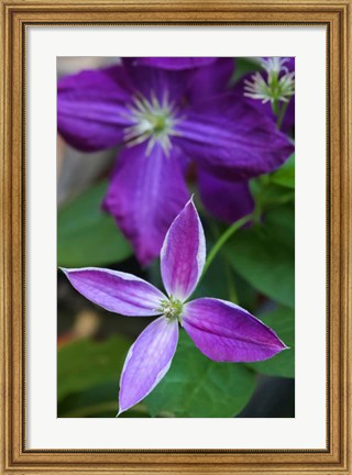 Framed Purple Clematis Flowers 1 Print